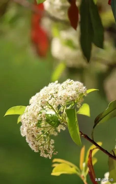 那年杏花春雨，石楠花开，梧桐飞絮……