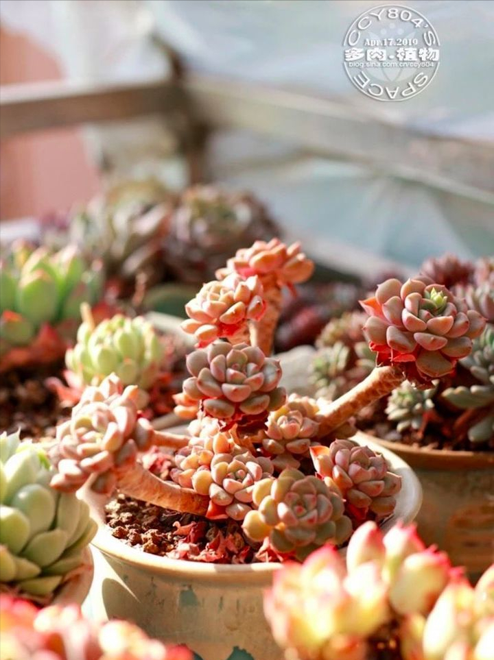 全网最火的12种高颜值绿植，杀手or圣手，就看这篇了