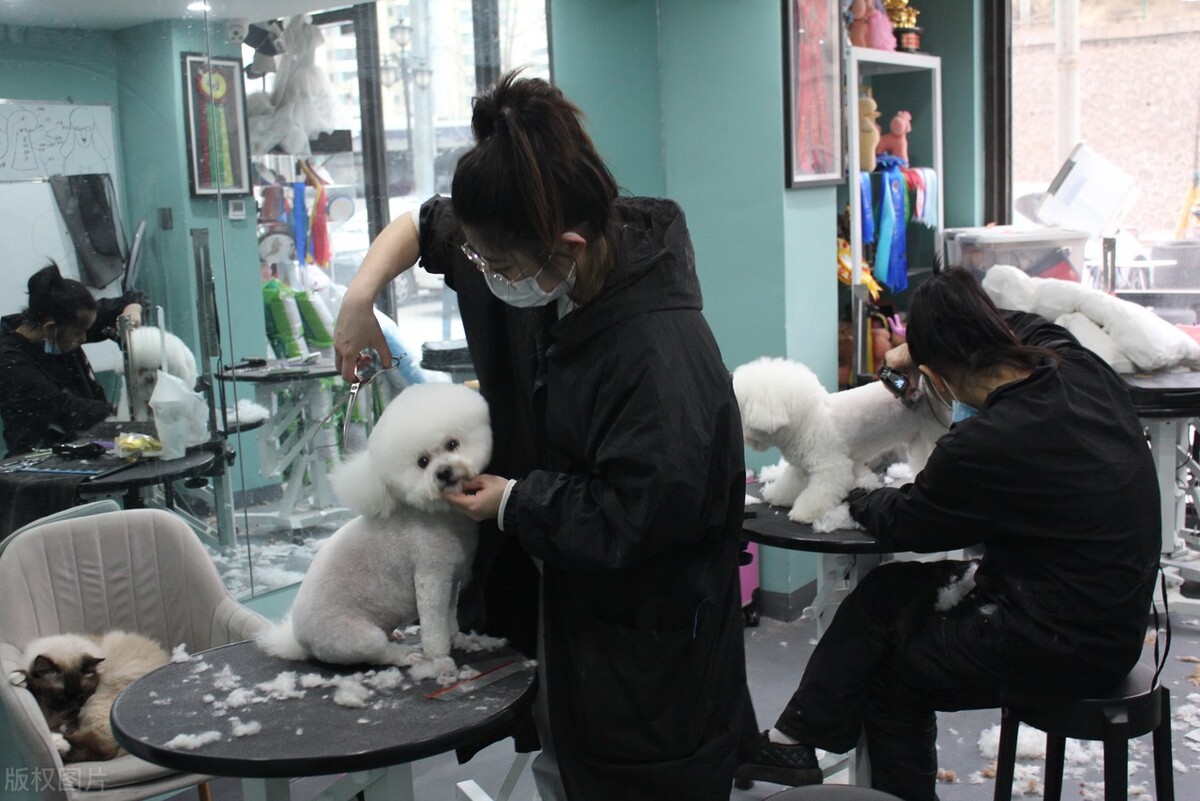 江苏老板开宠物店，“宠物免费不要钱”，反倒年赚182万