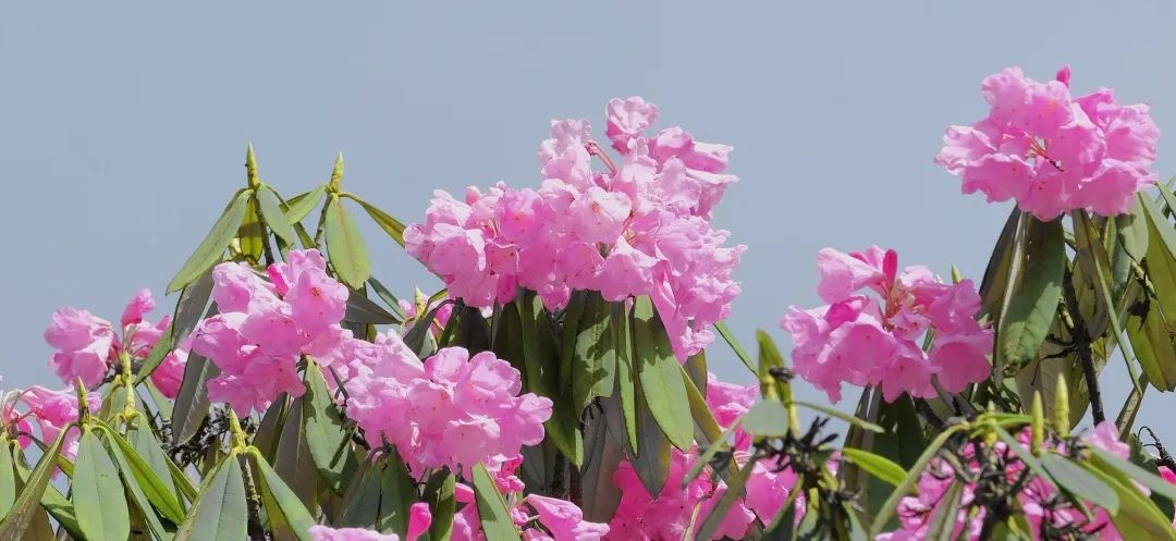 感受峨眉魅力 川渝媒体峨眉山采风行圆满结束