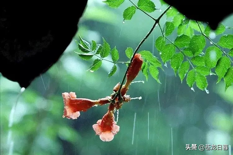 春天赏景发朋友圈时，文案这样写最美