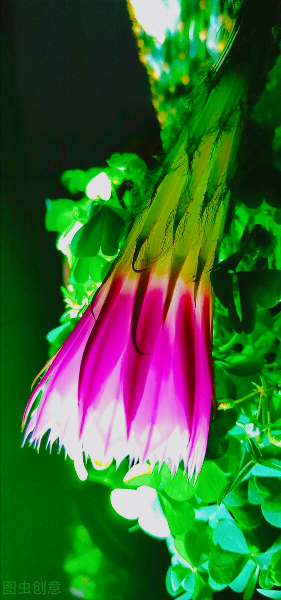 一花一深爱，花开国色天香，花落仪态万方，心有一束花爱情深似水