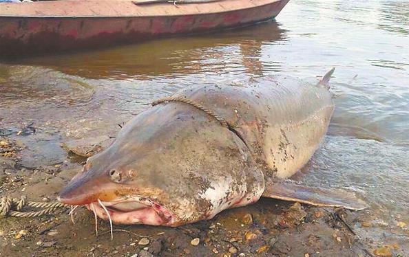 黑龙江渔民误捕1028斤鳇鱼，国家以22万元收购！中俄护鱼有效吗？