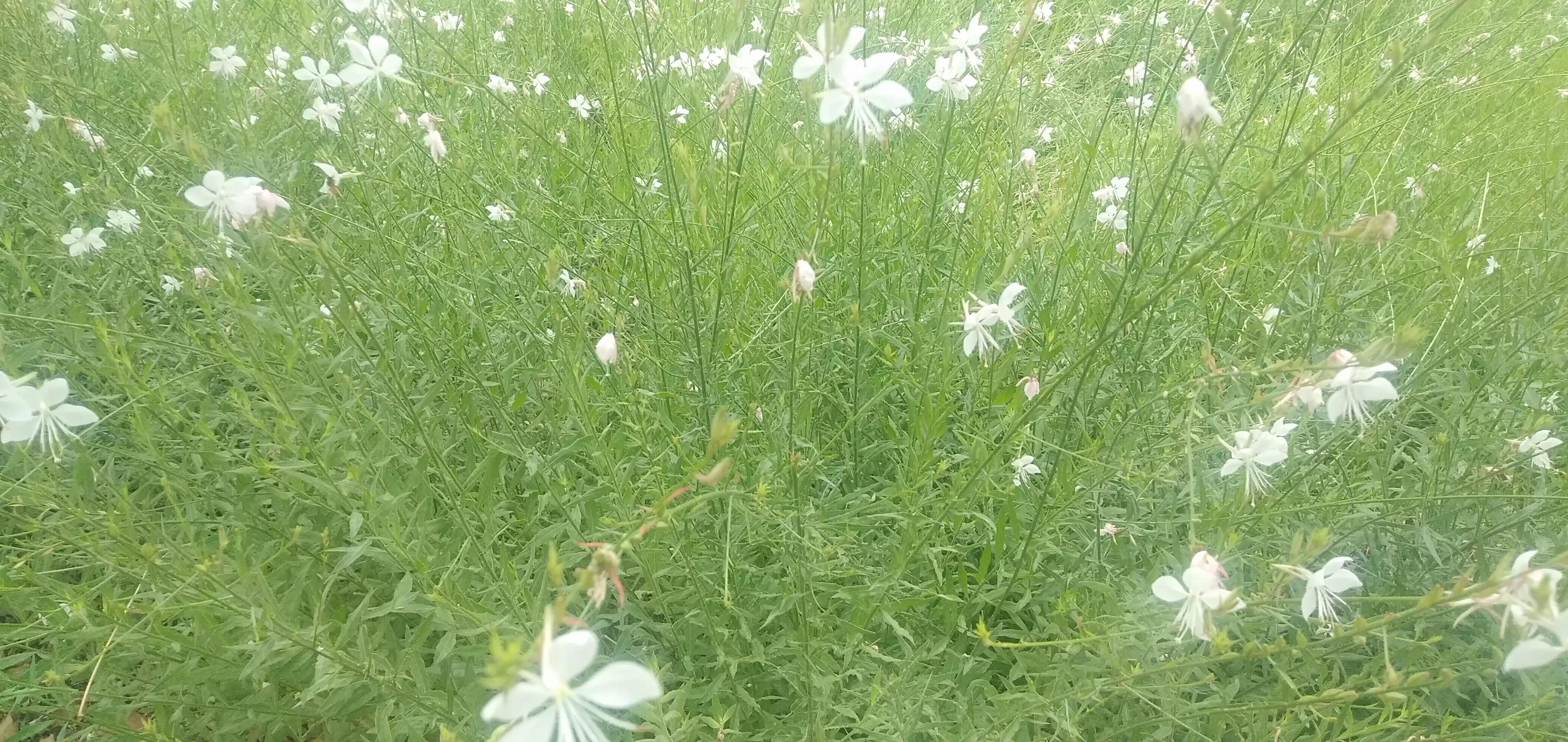 素质问题（短篇小说）
