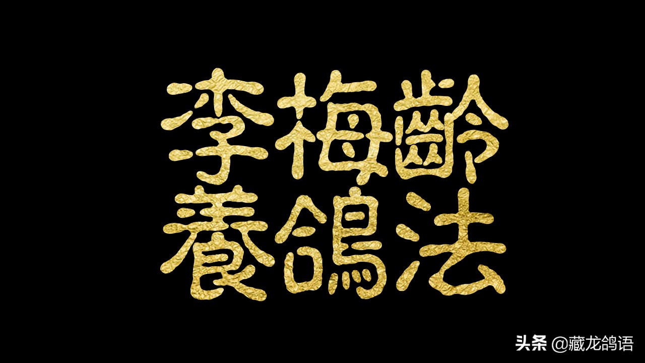 全球信鸽爱鸽查询注册李梅龄养鸽法十则