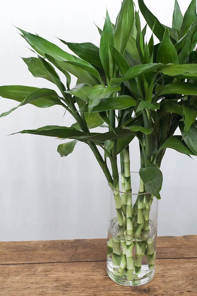 7种“健康花”，客厅一放，植株高档，还能把废气吸收光