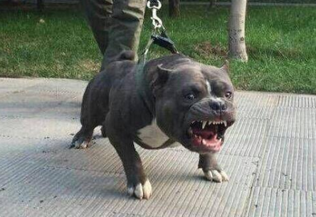 狗中猪八戒——恶霸犬，很丑但很温柔