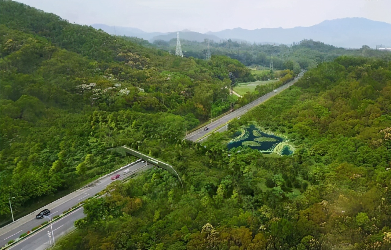 广东连山发现“石虎”，当下南方主流的猛兽，从镜头前霸气走过