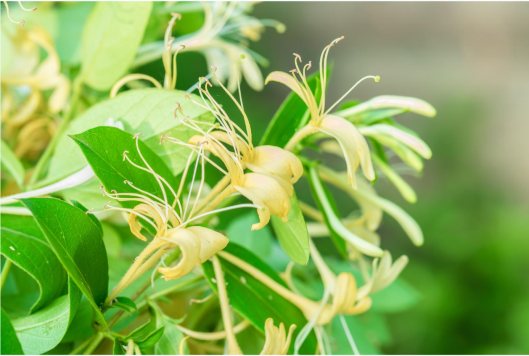 春日食花丨"鸳鸯草"有着怎样不为人知的故事?