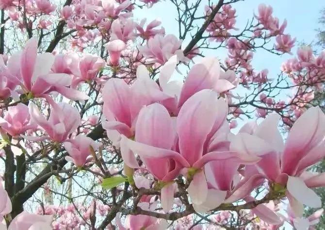 玉蘭花海遊記 天天看點