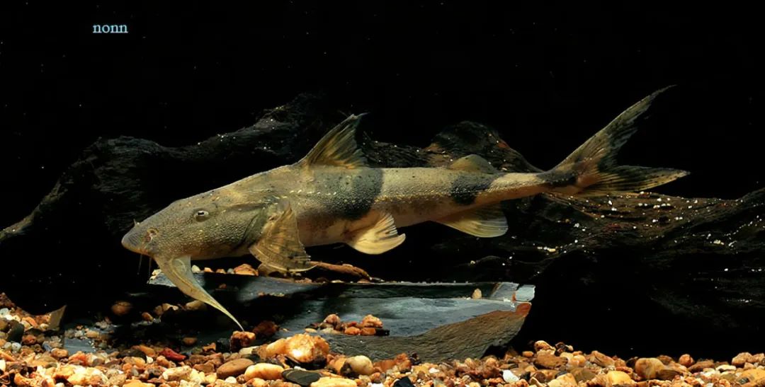 云南土著鱼类,吃过三种算你狠