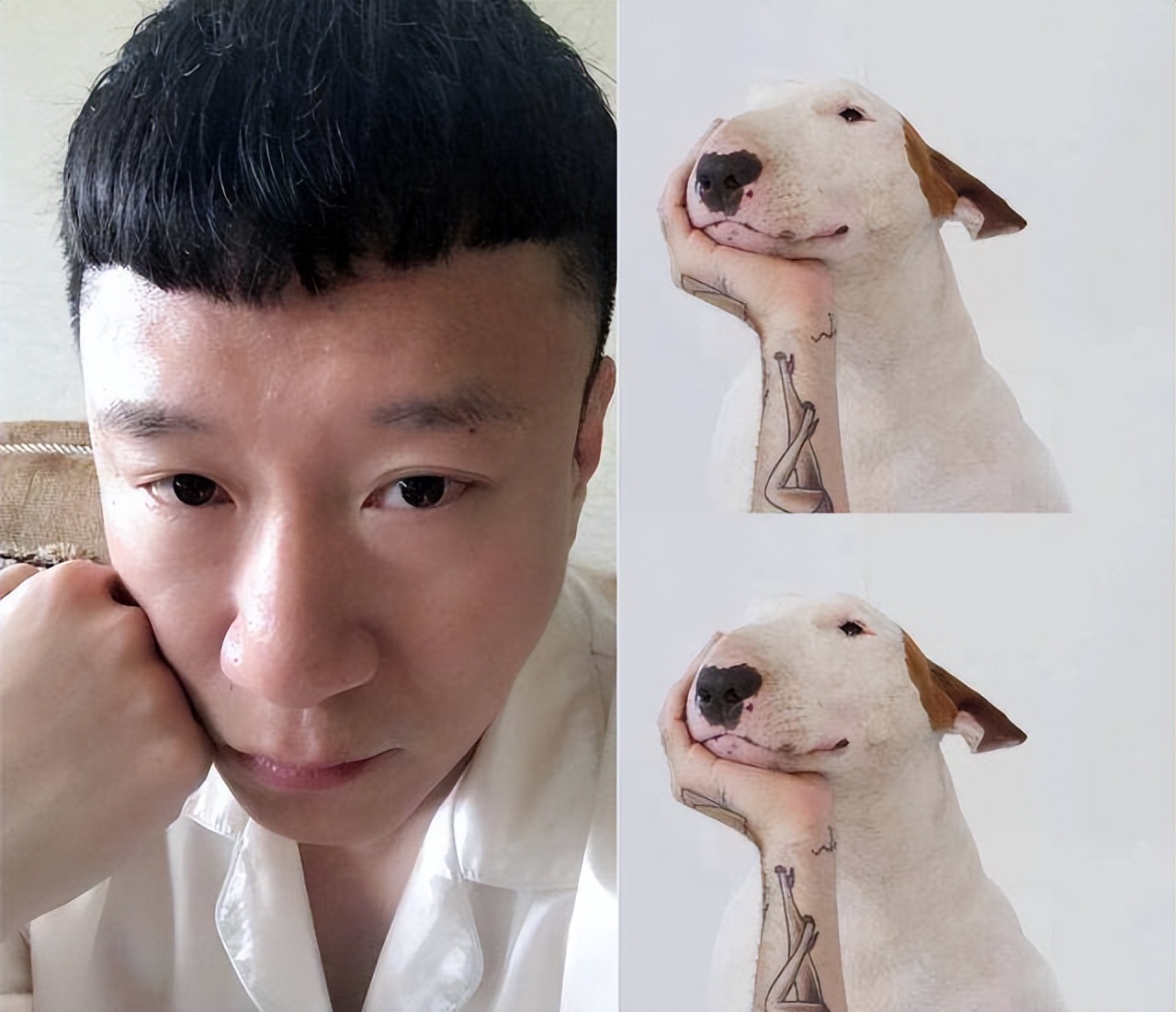 盘点跟狗“撞脸”的明星，网友：刘昊然跟柴犬，简直一模一样