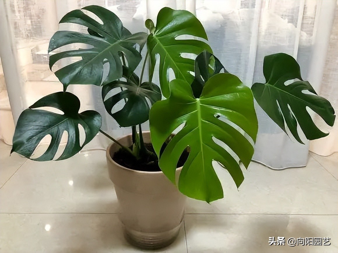 客厅养绿植，选择这3种，新兴“网红植物”，叶子宽大油绿