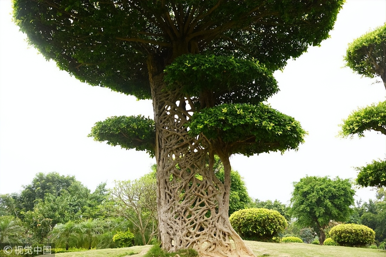 世界各地20棵形状奇特的树:从神话中的怪物到丑陋的"恶魔"