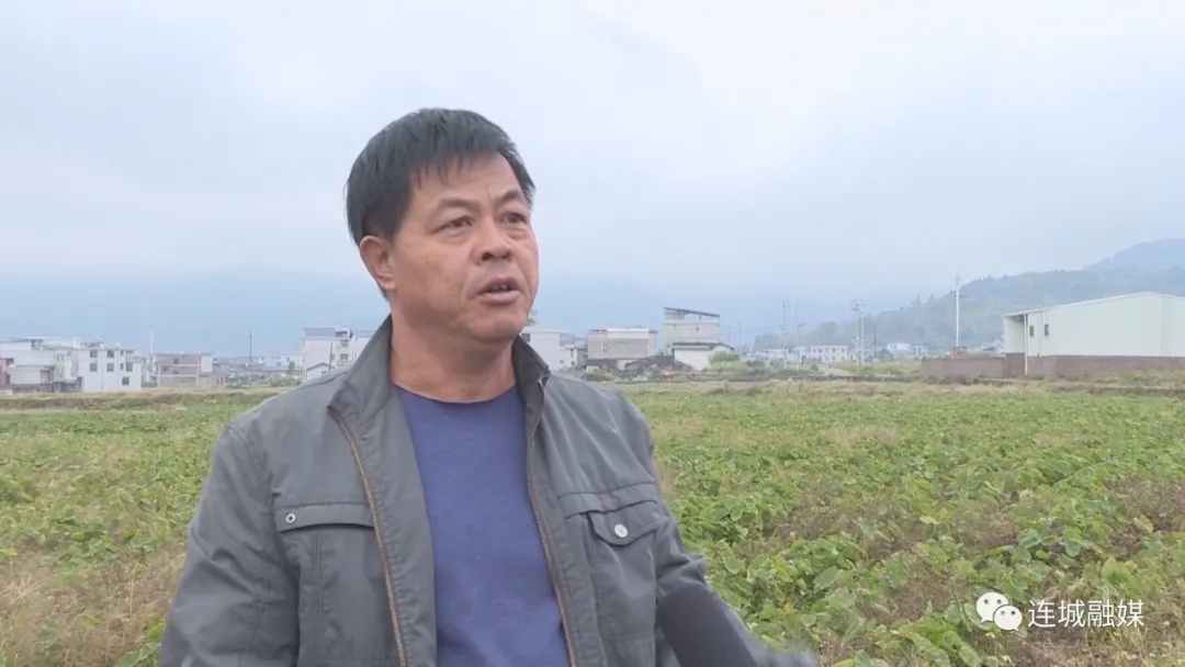「全面推進鄉村振興」連城廟前：4600畝檳榔芋喜獲豐收 價格持續走高助農增收