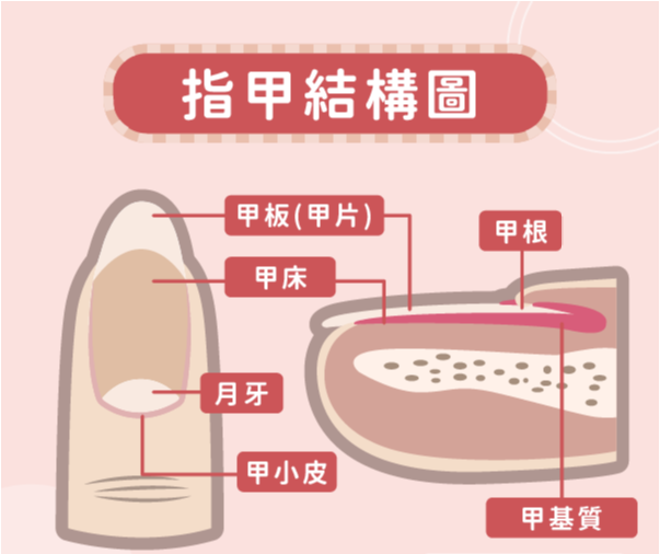 指甲有斑、竖纹、变色预示什么疾病？除了看“月牙”还知道哪些？