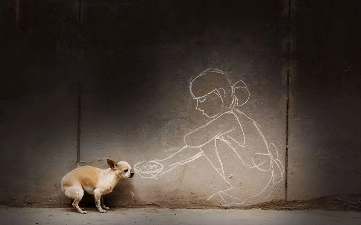 2016年，台湾女孩给700只狗安乐死后，将最后一针给了新婚的自己