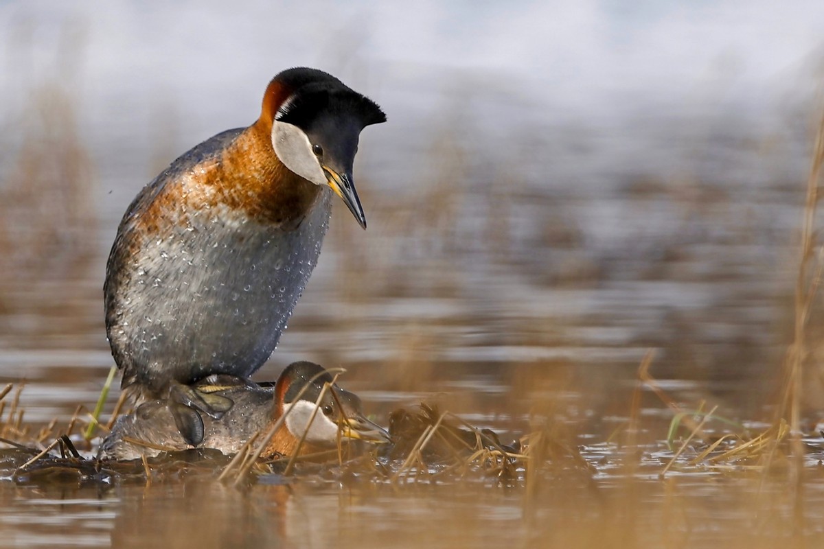 以热爱为名发现自然之美 那些野性瞬间背后的故事