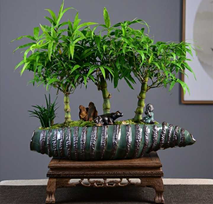 家中养5种竹子,吉祥平安旺气生