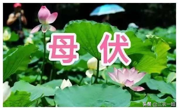 天气预报：16号入伏，入伏日下暴雨，母伏好还是公伏好？农谚咋说