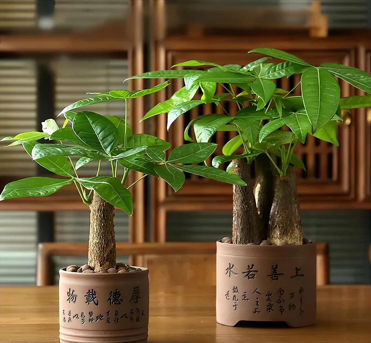 想在家里养发财树,摆放方位有"大讲究",可别不当一回事