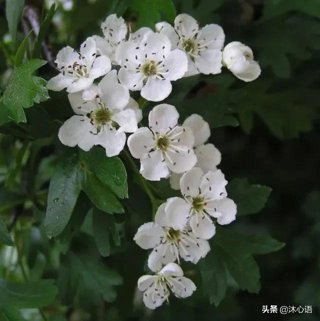 那年杏花春雨，石楠花开，梧桐飞絮……