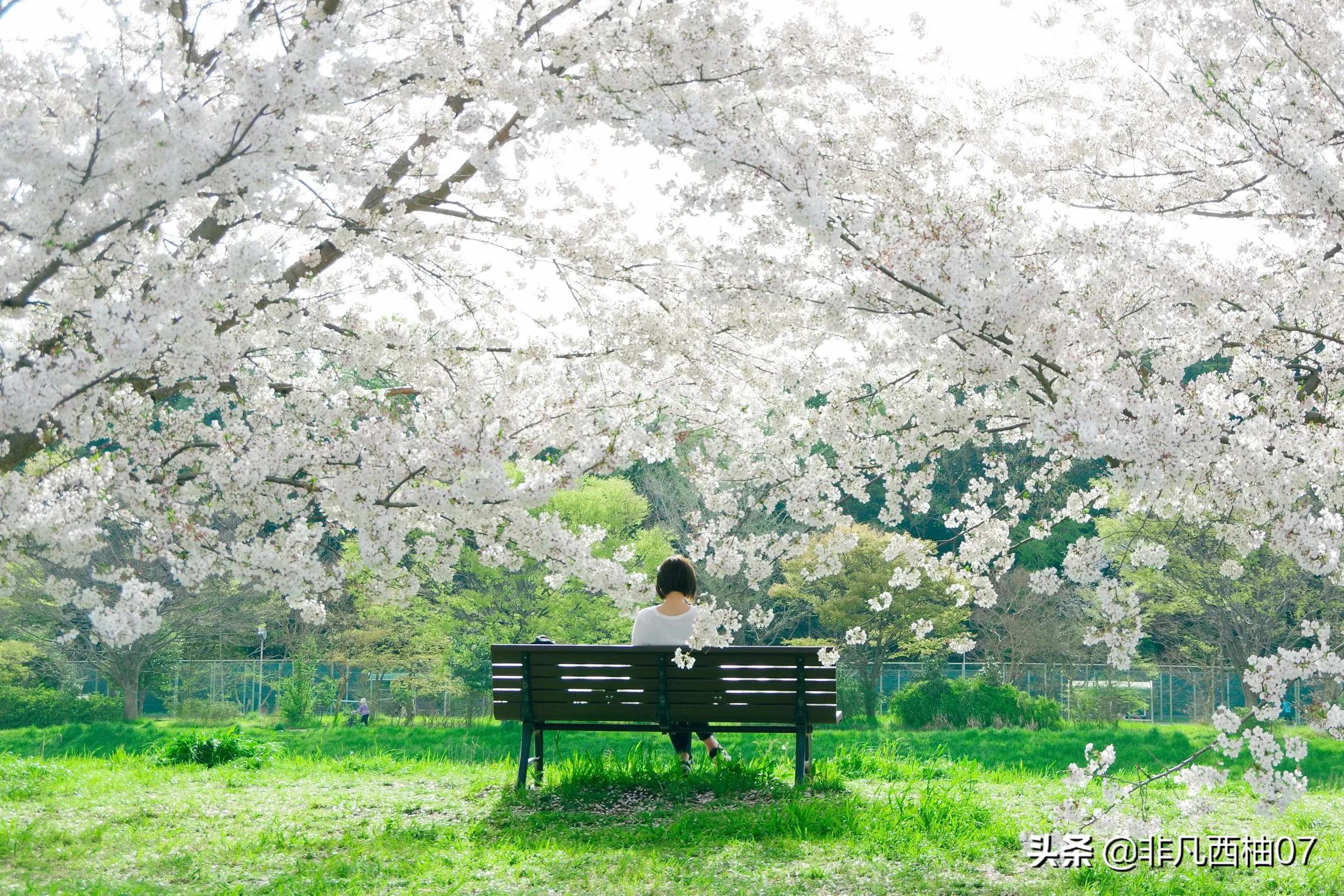 想一百个春天最美文案，都不如这些明艳的鲜花来的直白