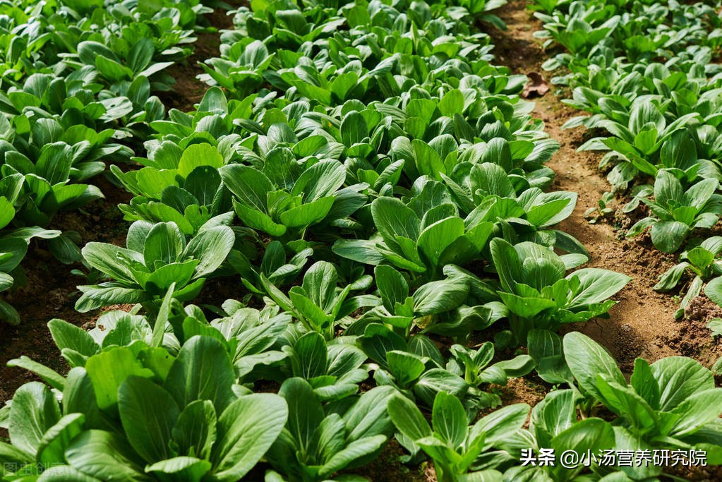 最新研究：吃綠葉蔬菜和葉黃素對眼部、心血管等4方面健康有幫助