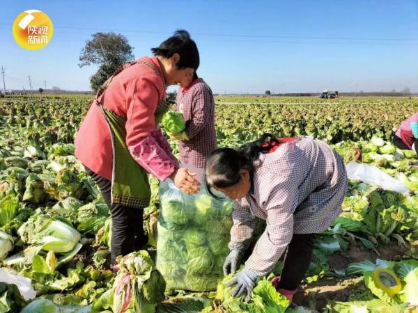 西安多个小区已配送蔬菜包！3万份、300吨……分拣包装还在继续