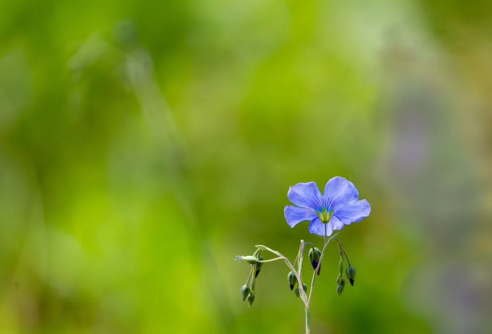 浪漫花海，赏花正当时