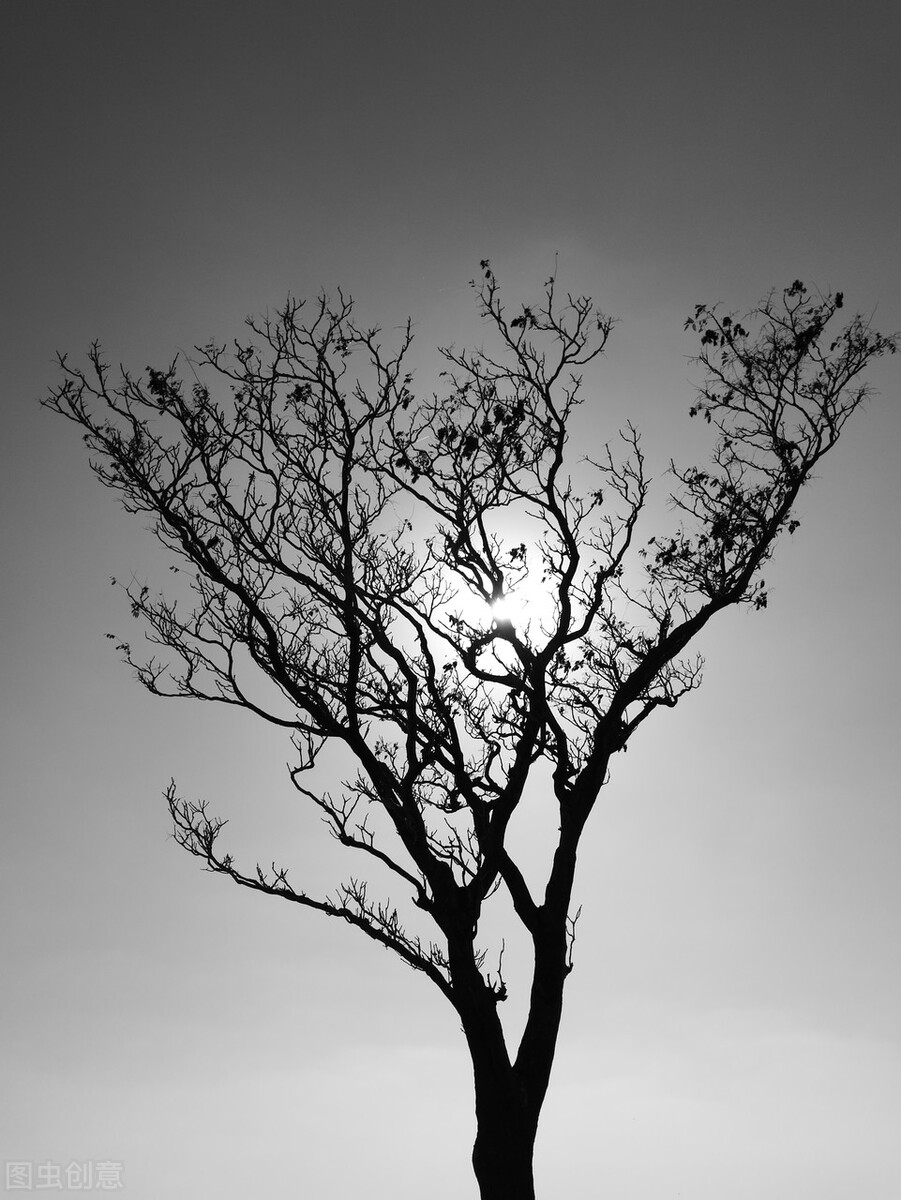 2.《庄子》讲故事｜逍遥游(二)：巨型葫芦当船使，奇丑大树活得久