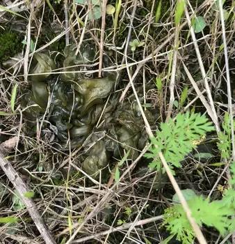 地软是什么菜,地软是怎么形成的