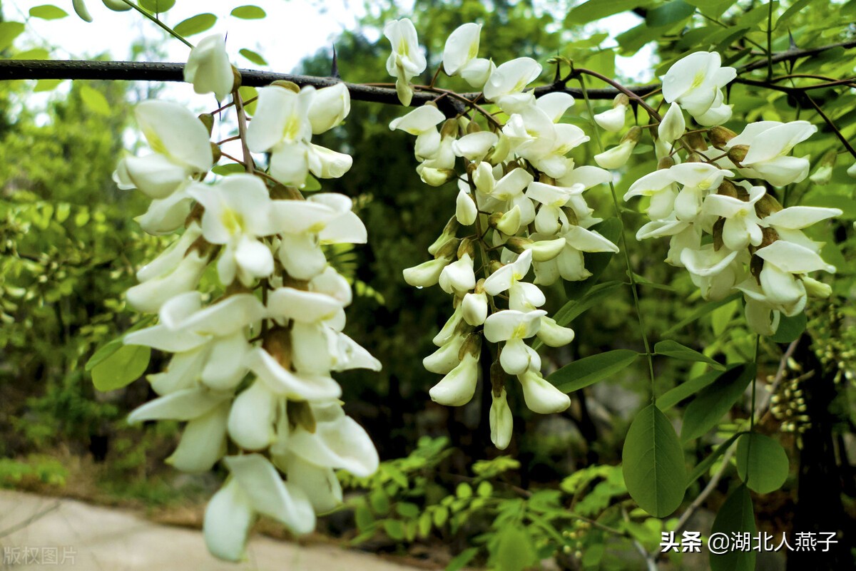 野菜的种类和做法（带你见识不同的野菜和吃法） 7