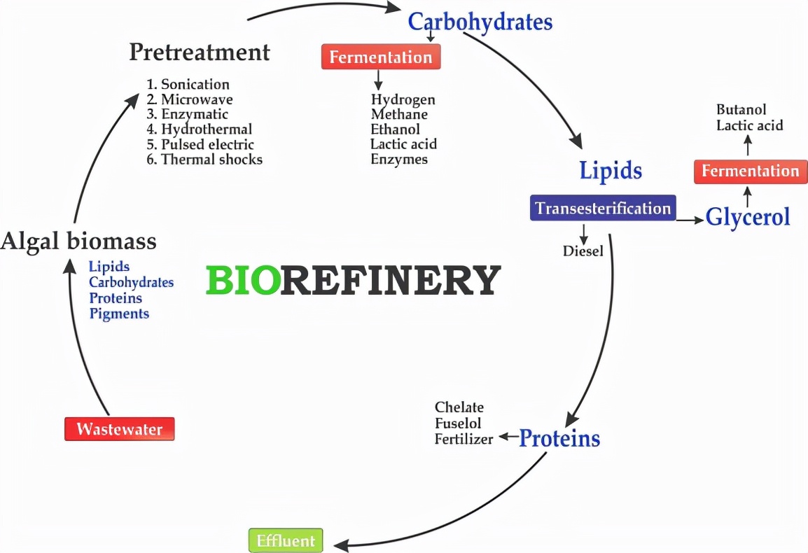 前景广阔的生物精炼新平台：微生物共培养