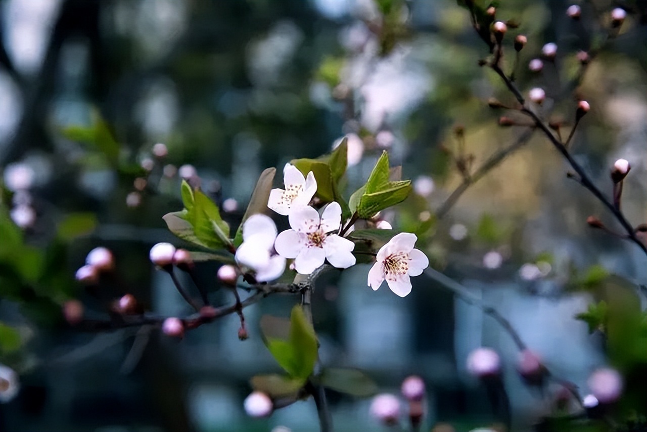 高清大图预警！北京高校“绝美”春景放送，随手一拍就是壁纸！