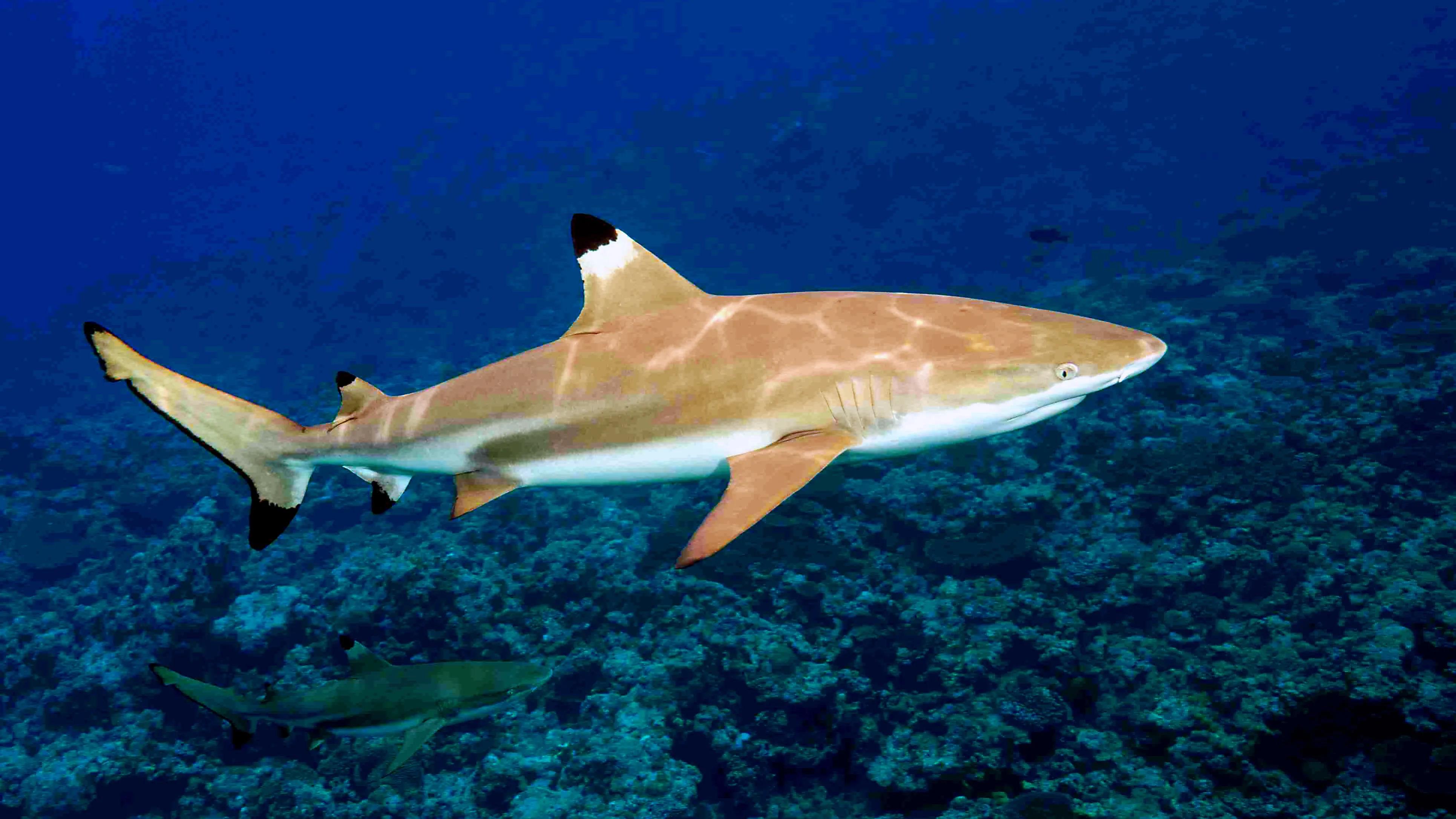 黑鳍鲨适合家庭饲养的鲨鱼品种前面说到,要养鲨鱼,至少得符合大白鲨