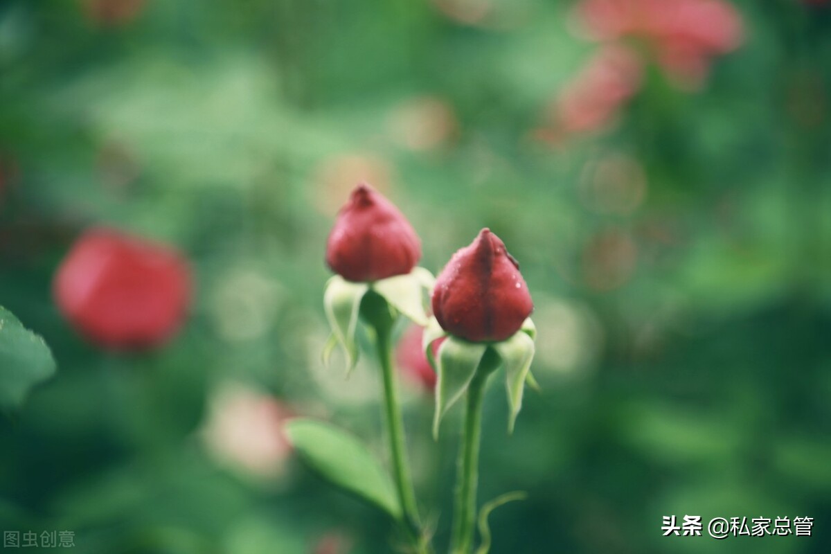向日葵有个很好的花语：入目无他人，四下皆是你