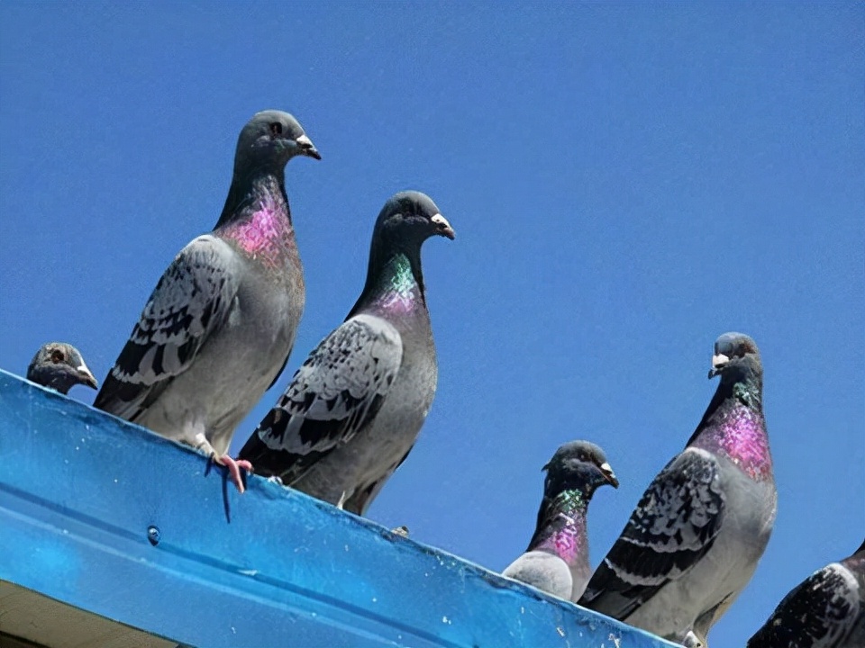 赛鸽名叫阿曼多,2019年的时候这只赛鸽,以140万美元的高价卖给了一位