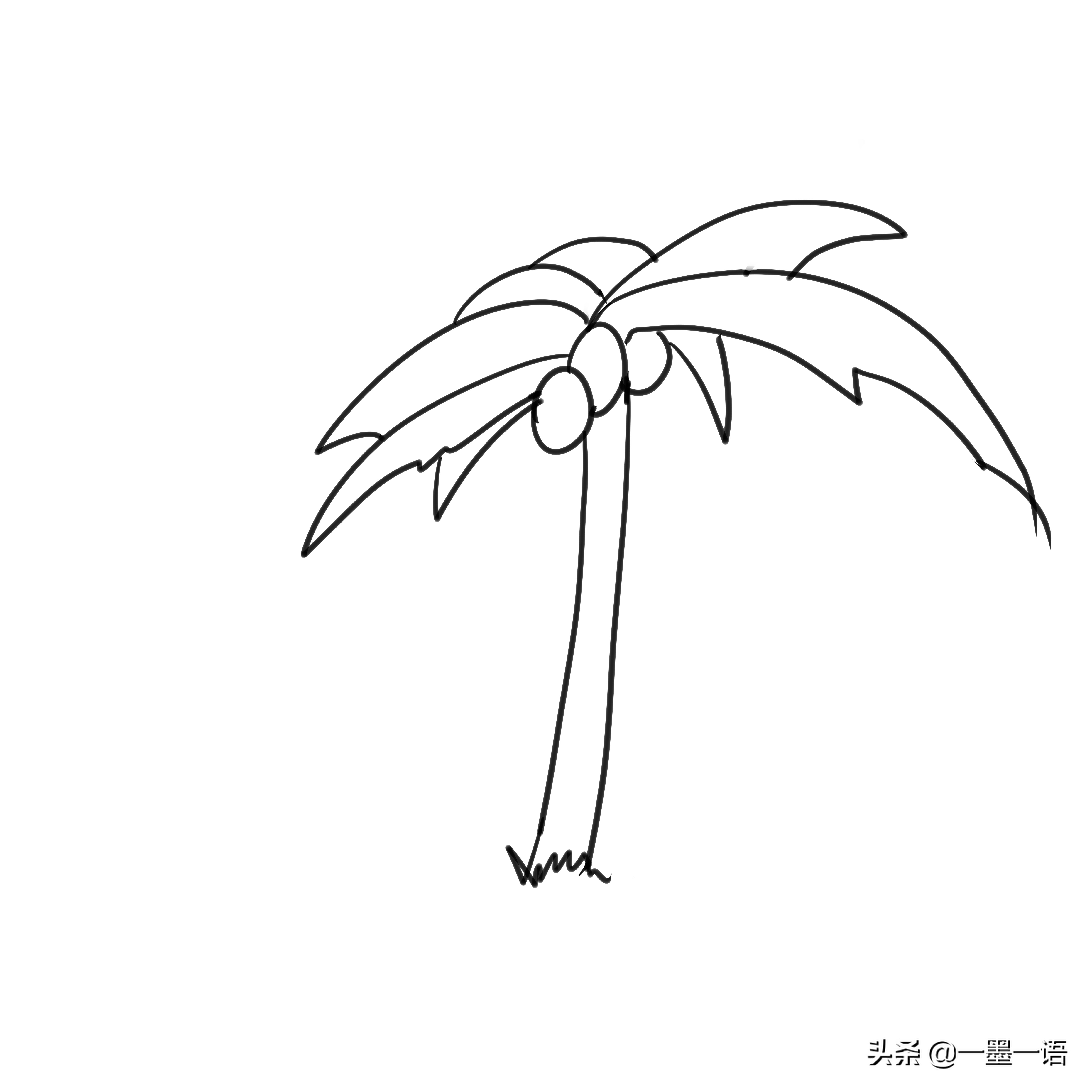 椰树简笔画儿童(图文讲解椰子树的画法教程)