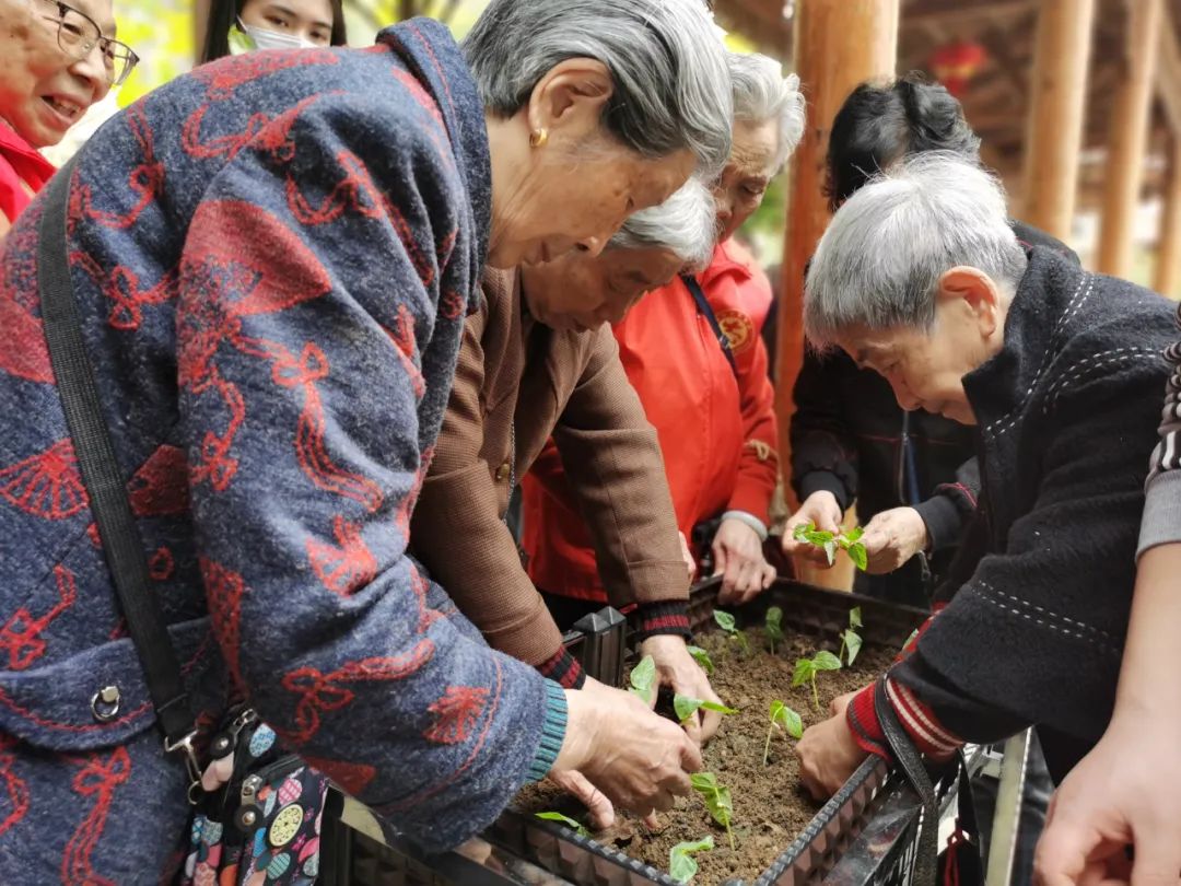 不亦乐乎！养老院可以种菜了