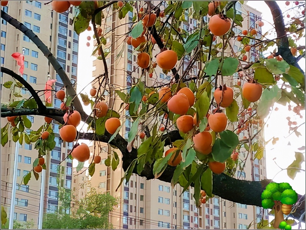 房前屋后种什么树 七种吉祥树，有的花美，有的爱结果，房前屋后种一棵，实用又旺家