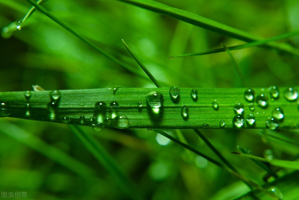 小学生作文：万物雨露