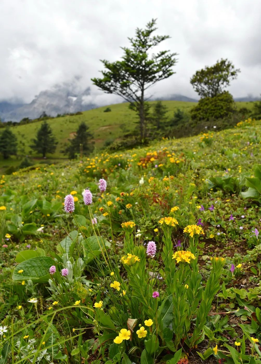 鹳草,蝇子草,大王马先蒿,云南高山豆,坚杆火绒草,偏翅唐松草,绿绒嵩