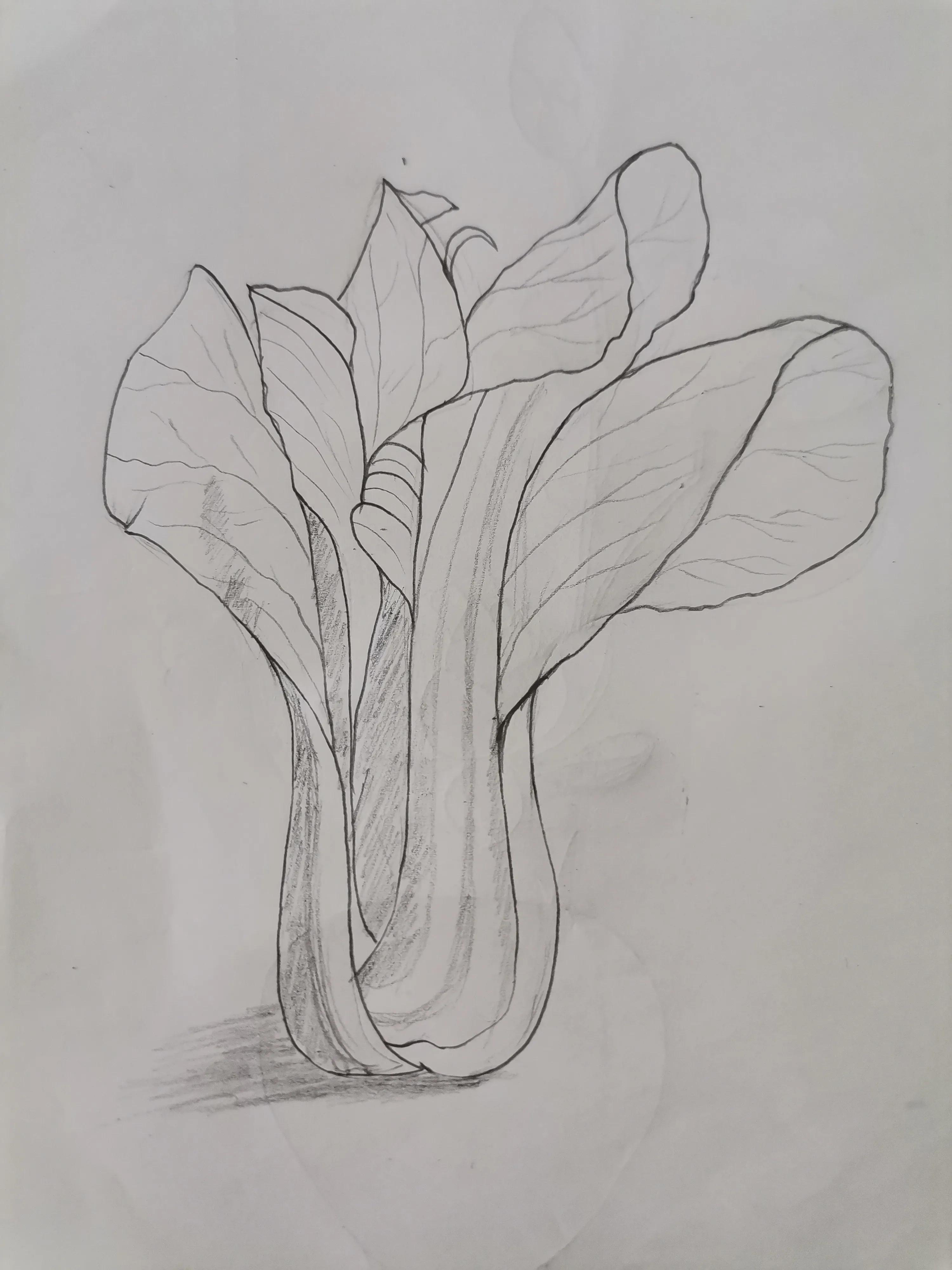 蔬菜怎么画蔬菜怎么画简单又漂亮
