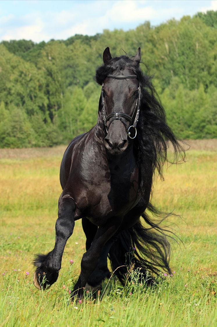 盘点全球八大马匹,一匹马堪比豪车,你认识几种马呢?