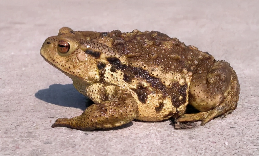 蜗牛人琵琶蟾蜍图片(四川23人捕捉收购2) - 赤虎壹号