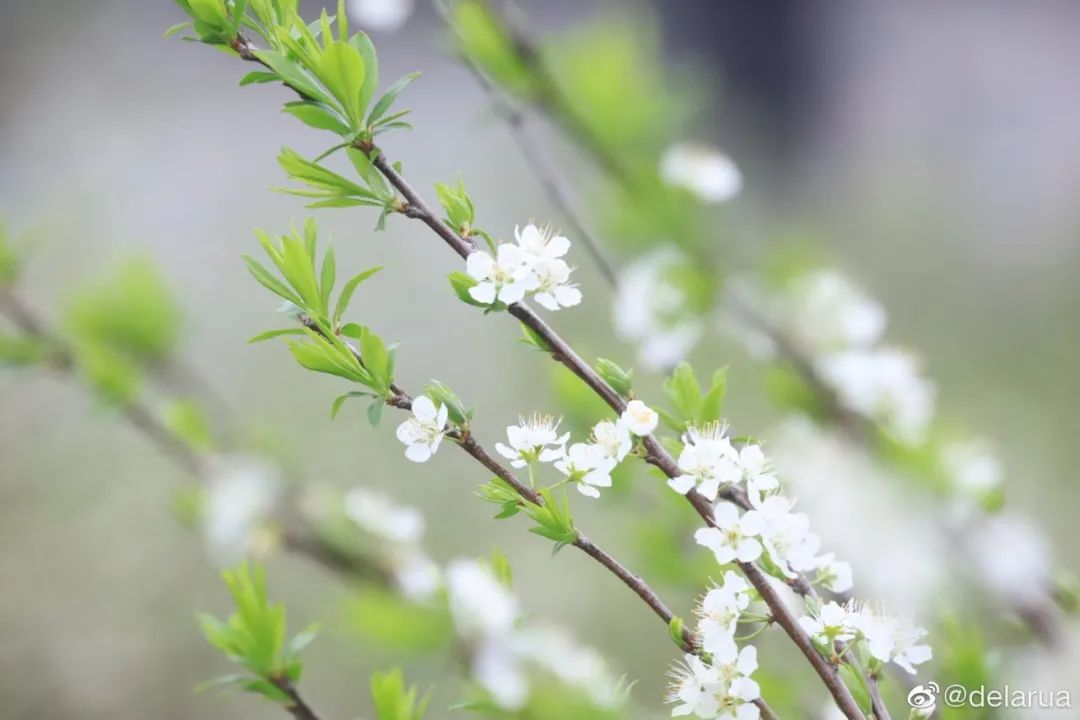 幸福像花儿一样！福州美成童话！