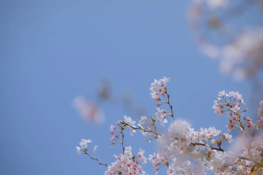 浙大樱雨，许你浪漫春光！每一张都可以做壁纸