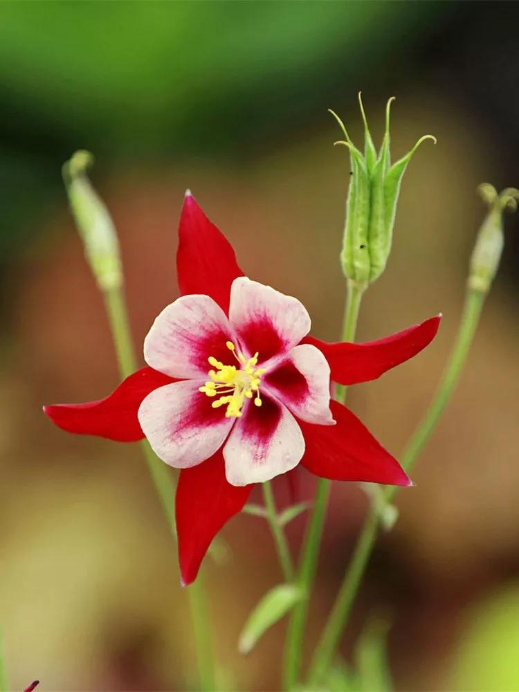花朵美图｜温柔甜美的初吻、大丽花、耧斗菜花朵合集160张