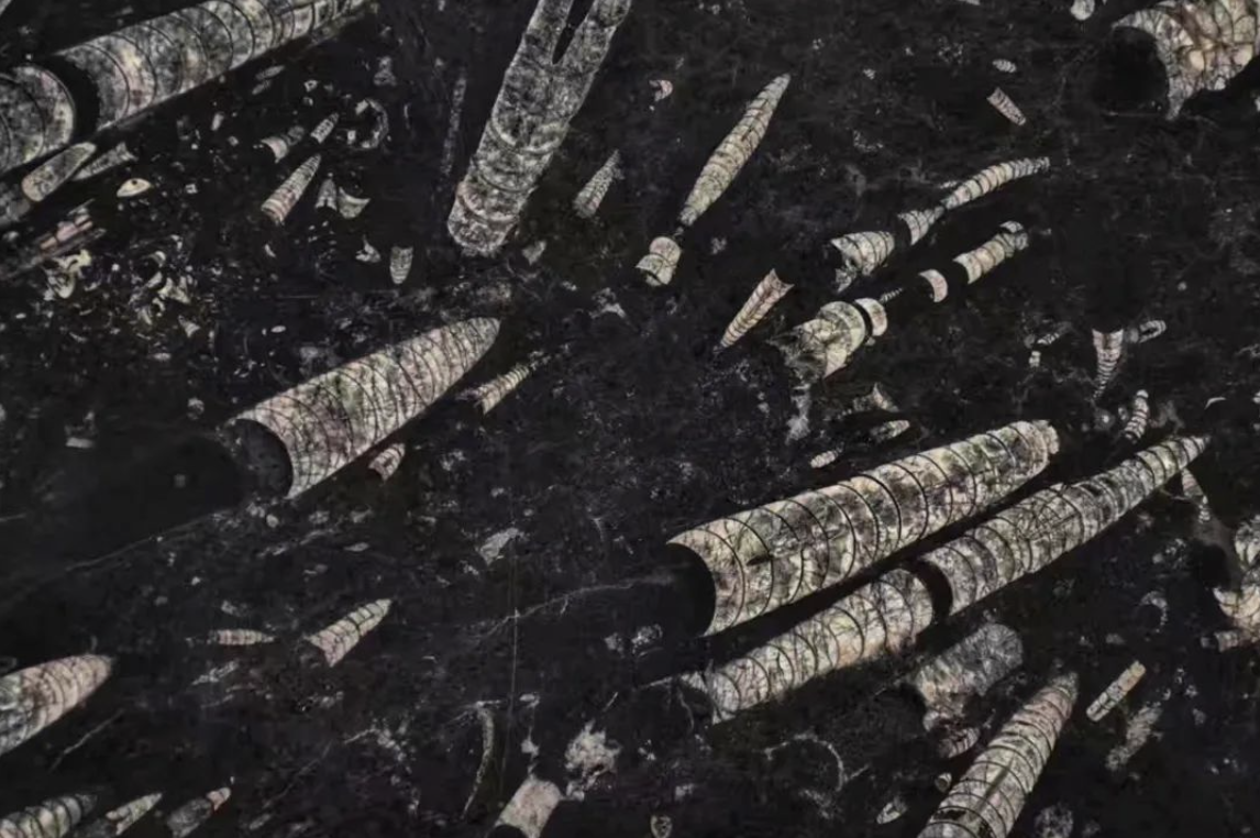 石材里的化石你见过吗？都有哪些石材里面有化石呢